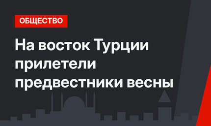 На восток Турции прилетели  предвестники весны
