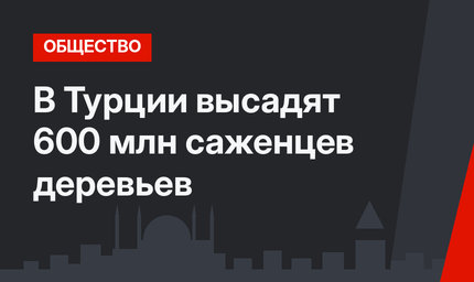 В Турции высадят 600 млн саженцев деревьев