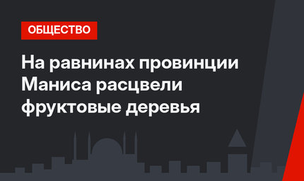 На равнинах провинции Маниса расцвели фруктовые деревья