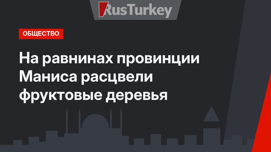 На равнинах провинции Маниса расцвели фруктовые деревья