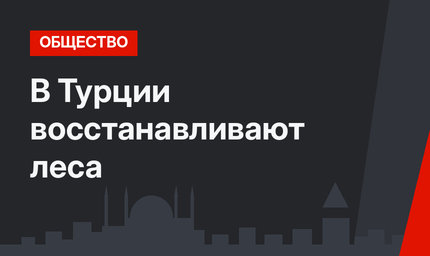В Турции восстанавливают леса