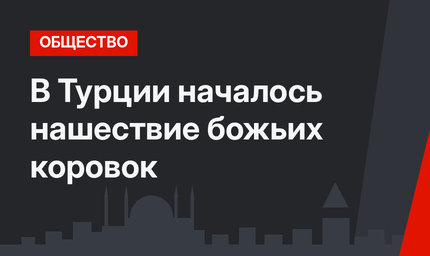 В Турции началось нашествие божьих коровок