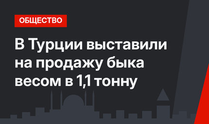 В Турции выставили на продажу быка весом в 1,1 тонну