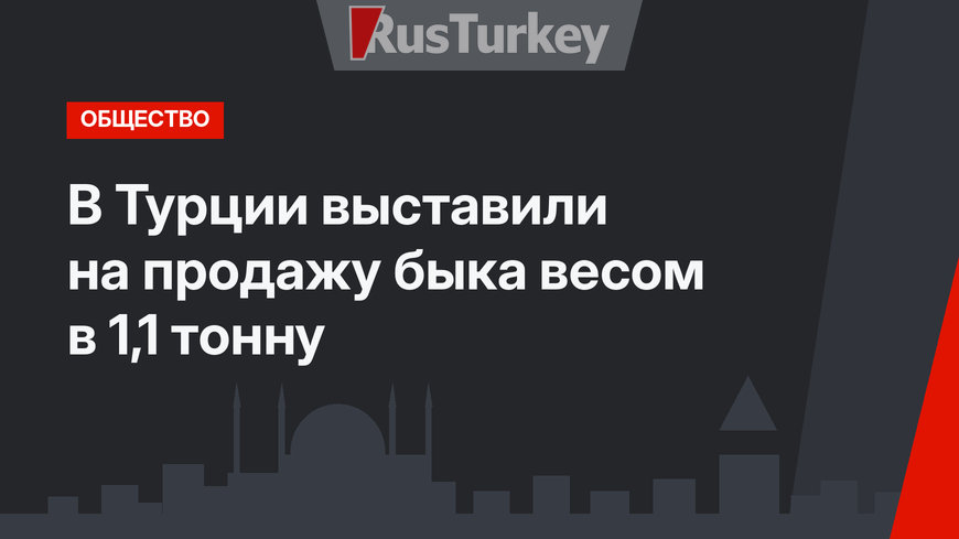 В Турции выставили на продажу быка весом в 1,1 тонну