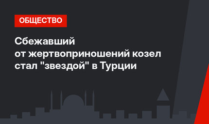 Сбежавший от жертвоприношений козел стал "звездой" в Турции