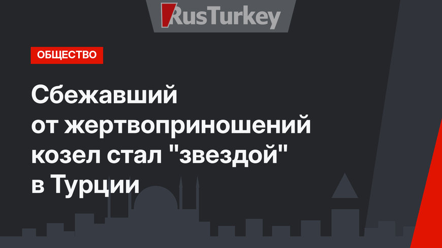 Сбежавший от жертвоприношений козел стал "звездой" в Турции