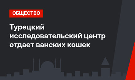 Турецкий исследовательский центр отдает ванских кошек 