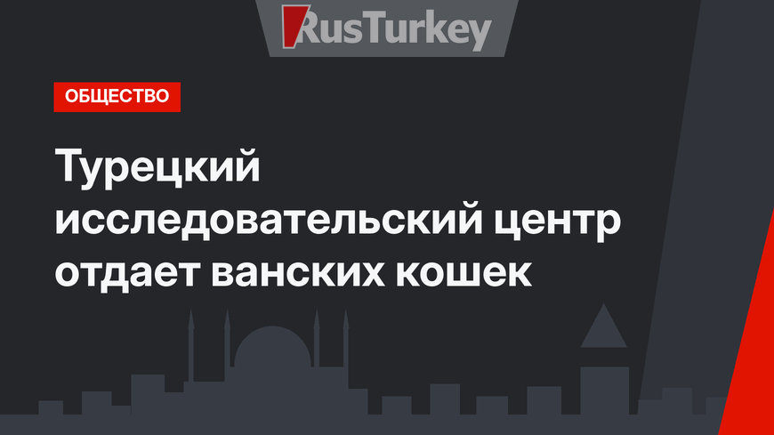 Турецкий исследовательский центр отдает ванских кошек 