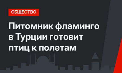 Питомник фламинго в Турции готовит птиц к полетам