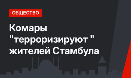 Комары "терроризируют " жителей Стамбула