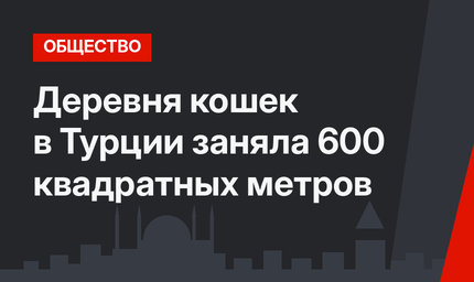 Деревня кошек в Турции  заняла 600 квадратных метров