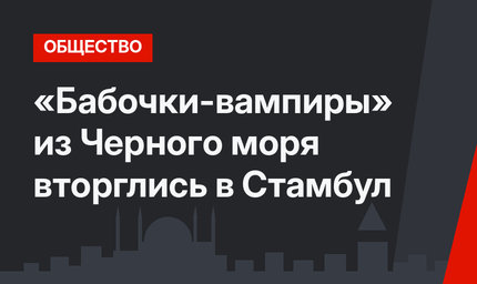 «Бабочки-вампиры» из Черного моря вторглись в Стамбул 