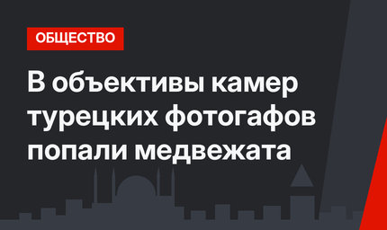 В объективы камер турецких фотогафов попали медвежата
