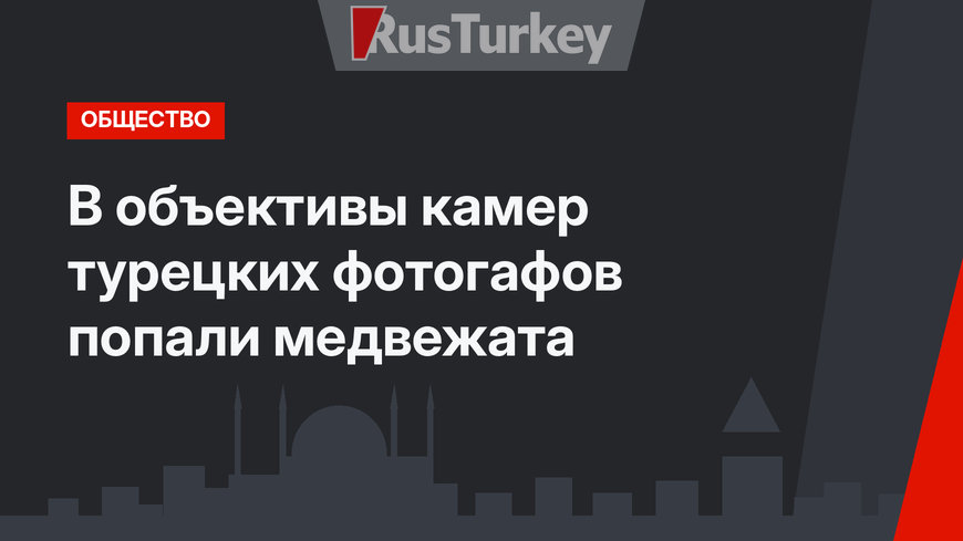 В объективы камер турецких фотогафов попали медвежата