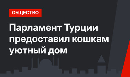 Парламент Турции предоставил кошкам уютный дом