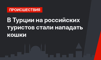 В Турции на российских туристов стали нападать кошки