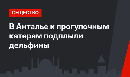 В Анталье к прогулочным катерам подплыли дельфины