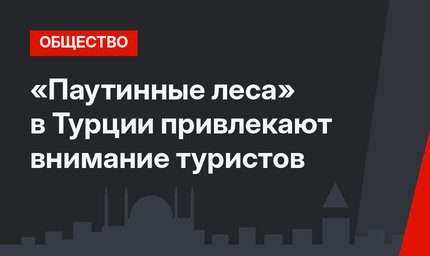 «Паутинные леса» в Турции привлекают внимание туристов
