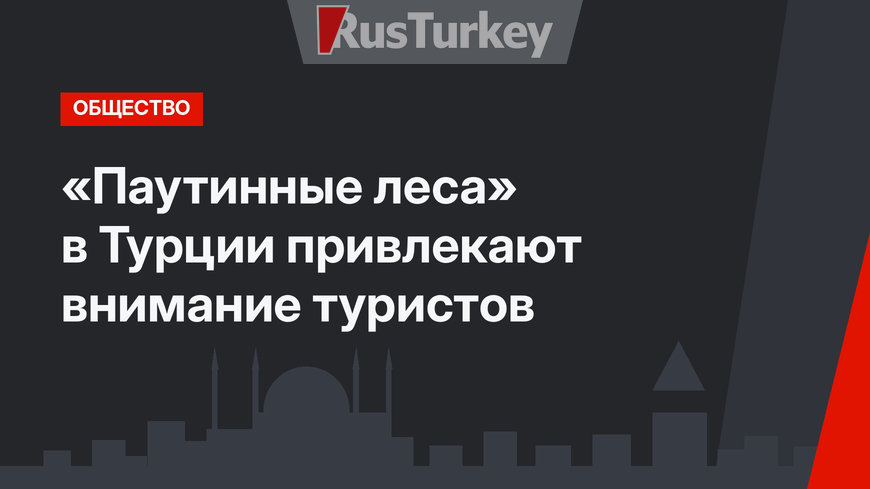 «Паутинные леса» в Турции привлекают внимание туристов