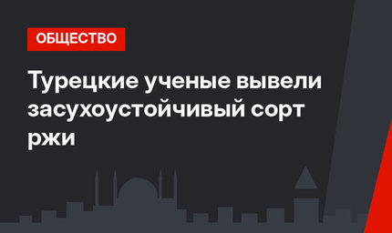 Турецкие ученые вывели засухоустойчивый сорт ржи