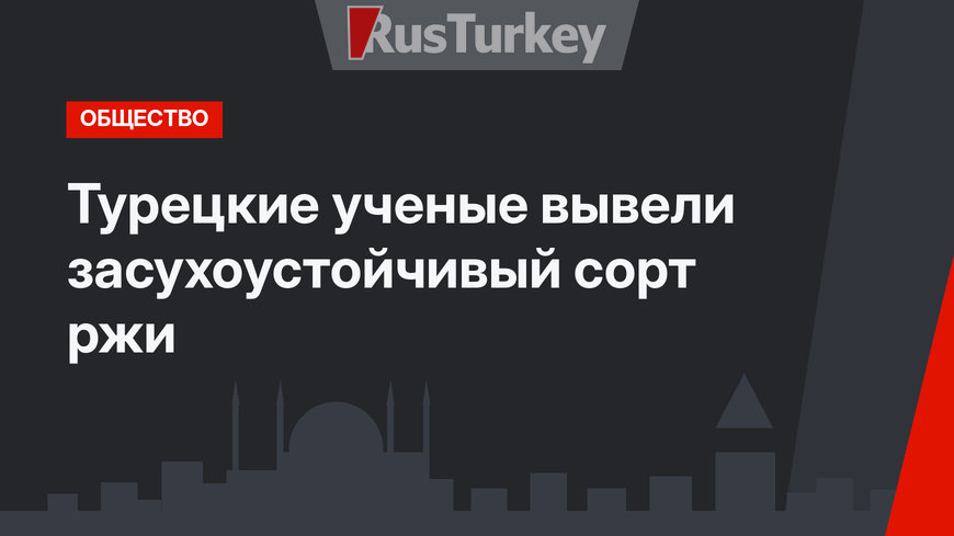Турецкие ученые вывели засухоустойчивый сорт ржи