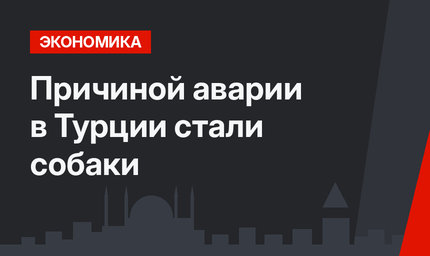 Причиной аварии в Турции стали собаки