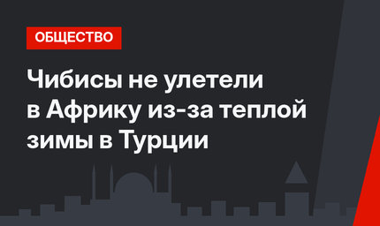 Чибисы не улетели в Африку из-за теплой зимы в Турции