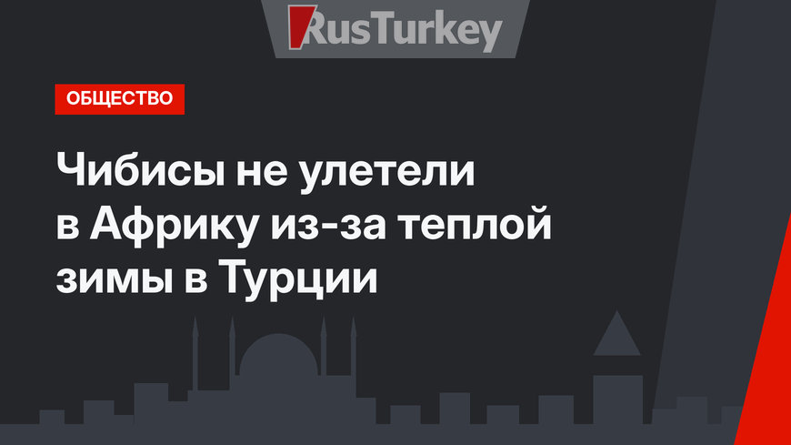 Чибисы не улетели в Африку из-за теплой зимы в Турции