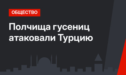 Полчища гусениц атаковали Турцию