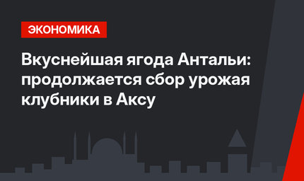 Вкуснейшая ягода Антальи: продолжается сбор урожая клубники в Аксу