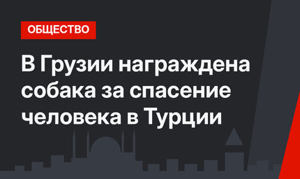 В Грузии награждена собака за спасение человека в Турции