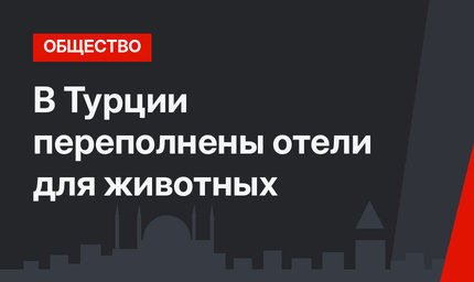 В Турции переполнены отели для животных