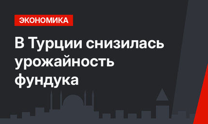 В Турции снизилась урожайность фундука