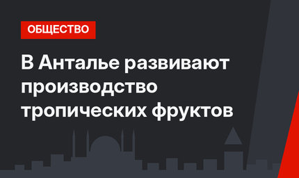 В Анталье развивают производство тропических фруктов