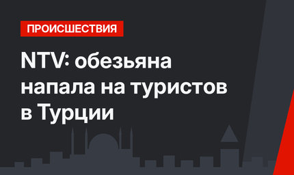 NTV: обезьяна напала на туристов в Турции