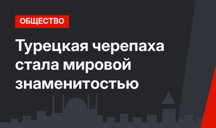Турецкая черепаха стала мировой знаменитостью