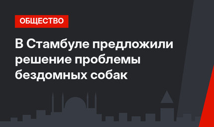В Стамбуле предложили решение проблемы бездомных собак