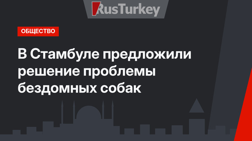 В Стамбуле предложили решение проблемы бездомных собак