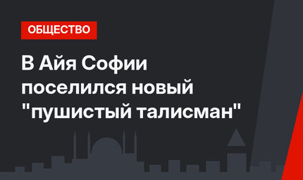 В Айя Софии поселился новый "пушистый талисман"