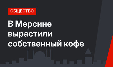В Мерсине вырастили собственный кофе