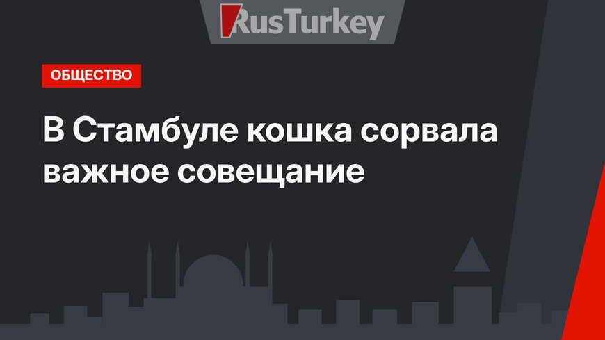 В Стамбуле кошка сорвала важное совещание