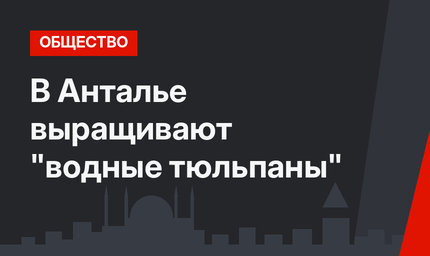 В Анталье выращивают "водные тюльпаны"