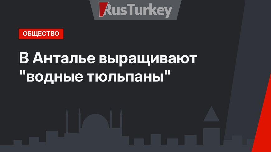В Анталье выращивают "водные тюльпаны"