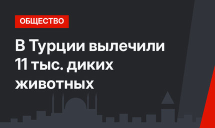 В Турции вылечили 11 тыс. диких животных