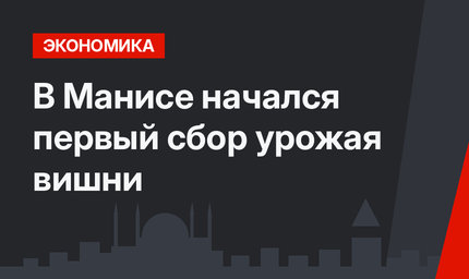 В Манисе начался первый сбор урожая вишни