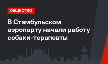 В Стамбульском аэропорту начали работу собаки-терапевты