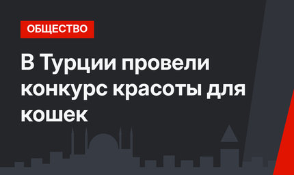 В Турции провели конкурс красоты для кошек