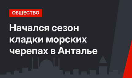 Начался сезон кладки морских черепах в Анталье