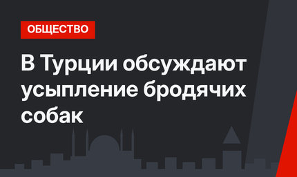 В Турции обсуждают усыпление бродячих собак