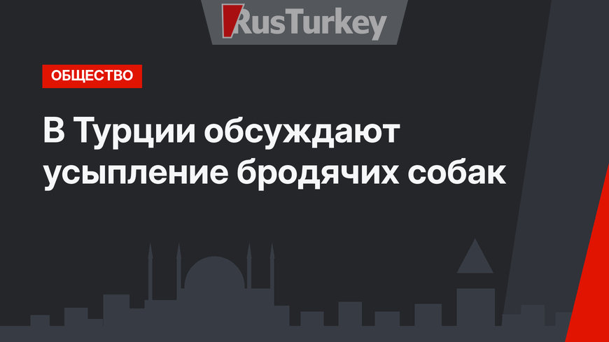 В Турции обсуждают усыпление бродячих собак